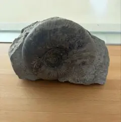 ドイツ産 アンモナイト ガランティアナ ジュラ紀 化石 - メルカリ
