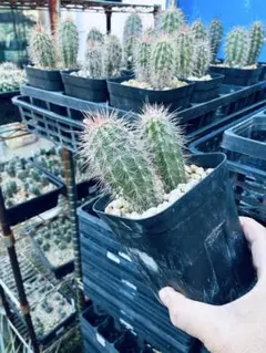 2026年最新】武倫柱の人気アイテム - メルカリ