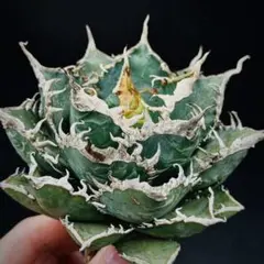 2026年最新】海王 アガベの人気アイテム - メルカリ