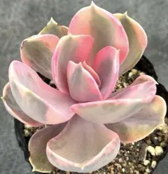 ♡アエオニウム【ロスコフ錦】群生♡抜き苗♡多肉植物 - メルカリ