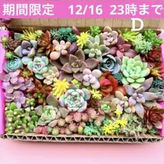多肉植物　カット苗　詰め合わせ　寄せ植えセット　エケベリア　セダム　箱いっぱいD