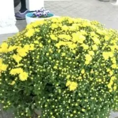 ドーム菊ザル菊黄苗　摘芯苗　10本のサムネイル