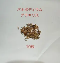 2026年最新】グラキリス 種の人気アイテム - メルカリ