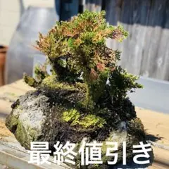 2026年最新】大品盆栽の人気アイテム - メルカリ