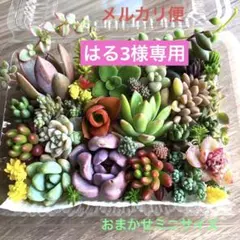 はる3様専用♡おまかせ韓国苗セダム詰め合せ♡ちまちま寄せ植えカット苗セットS