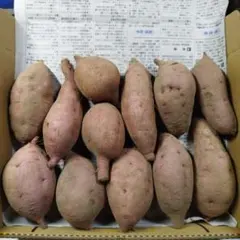 国産　農薬不使用　安納芋　サツマイモ　⑩