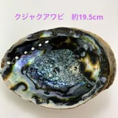 NO.58-15 クジャクアワビ(貝殻) 約19.5cm 美品