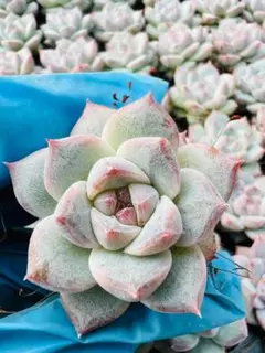 K*Z様 L172　ピンククリスタル　72苗　多肉植物　土と根付き　エケベリア