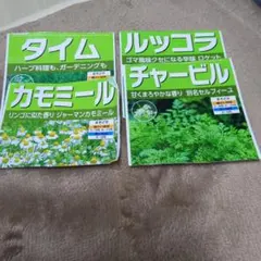 ハーブの種　4種類　 家庭菜園　カモミールのサムネイル