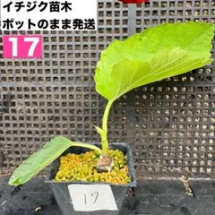 イチジク苗木 ポット苗 17番　蓬莱柿のサムネイル