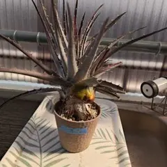 ソテツ（蘇鉄）発根済み 抜き苗】カキコセット - メルカリ