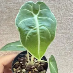 2026年最新】大型観葉植物の人気アイテム - メルカリ