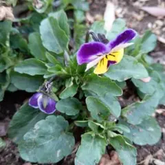 yoiko57yoiko様 リクエスト 2点 まとめ商品