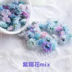 No.1787 かすみ草　遊色カラー　（紫陽花MIX）