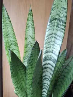 2025年最新】サンスベリア・ゼラニカの人気アイテム - メルカリ