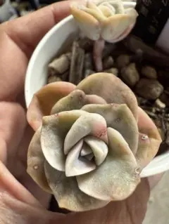 多肉植物　ラブリーローズ錦白斑　双頭　抜き苗　傷あり