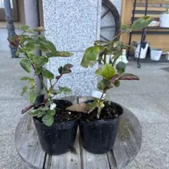 バラ苗　fuzz sounds様専用出品