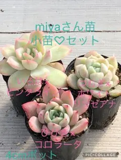 2026年最新】多肉リンゼアナの人気アイテム - メルカリ