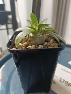 おさる様 リクエスト 2点 まとめ商品