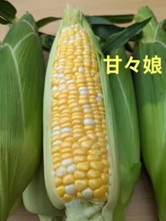 徳島県産希少朝ドリとうもろこし甘々娘10本 - メルカリ