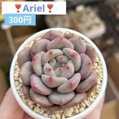 2026年最新】アリエル 多肉植物の人気アイテム - メルカリ