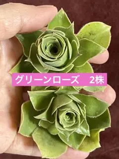 그린 로즈, 잘라낸 묘목 2개, 아이오늄, 다육식물
