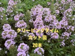 クリーピングタイム 1ポット たっぷり根付き苗 - メルカリ