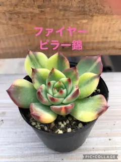 まぁちゃん様 リクエスト 2点 まとめ商品