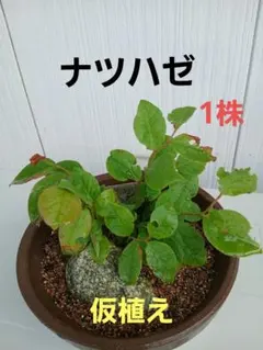 나츠고베 1주