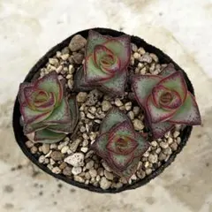 星乙女　カット苗　多肉植物　クラッスラ