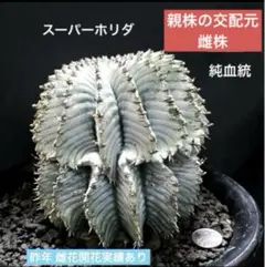 2026年最新】関上ホリダの人気アイテム - メルカリ