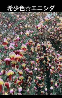 希少色☆エニシダ☆ミニミニ発芽苗1本＆種30個☆値下げ中のサムネイル