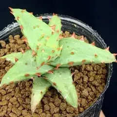 多肉植物 アロエ (コニフェラ×カスティロニアエ)×ワイリーコヨーテ
