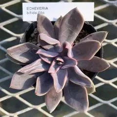 小鐵様 リクエスト 2点 まとめ商品