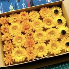 536 ドライフラワー貝細工ヘリクリサム イエロー系カラー