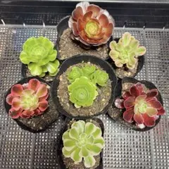 100#アエオニウム7種拔き苗セット寄せ植え用観葉植物 最後に名前が付い