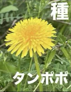 2026年最新】たんぽぽの人気アイテム - メルカリ