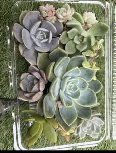 多肉植物 エケベリア セダム 寄せ植え 詰め合わせのサムネイル