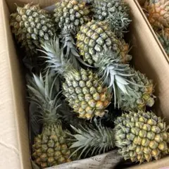 沖縄県宜野座村産スナックパイン5kgご自宅用