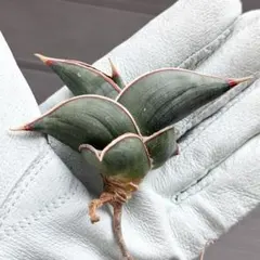 か*ん様 サンスベリア ロリダ　発根済み 子株 抜き苗 希少 斑入り ②サンスベリア ロリダ 発根済み 子株 抜き苗 希少 斑入り | Mercari