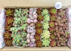 15 多肉植物　多肉弁当　詰め合わせ　寄せ植え　セット　カット苗　韓国苗　セダム