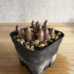 2026年最新】パキポディウム ウィンゾリーの人気アイテム - メルカリ