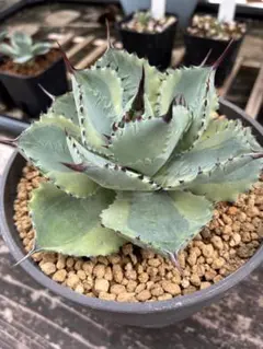 アガベセット　メルカリ便 2025年最新】アガベまとめ売りの人気アイテム - メルカリ