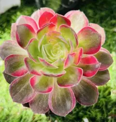 フリルの子 氷珠玉露 アエオニウム 多肉植物 - メルカリ