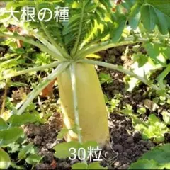 沈丁花様 リクエスト 3点 まとめ商品