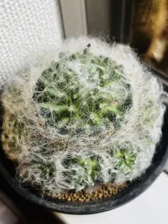 2025年最新】ボカサナの人気アイテム - メルカリ