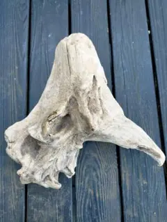 Item thumbnail for item ad165598-4f57-45b2-a3db-a661953a049b