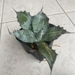 2025年最新】フェロックス 縞斑の人気アイテム - メルカリ