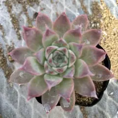 2025年最新】コロラータブランディティの人気アイテム - メルカリ