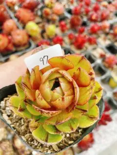多肉植物 アエオニウム ハロウィン錦 花月夜 抜き苗 - メルカリ